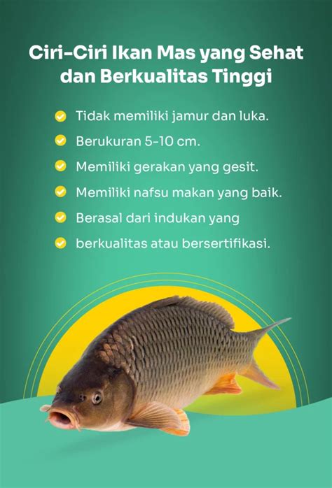Ciri-Ciri Ikan Sehat dan Berkualitas